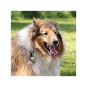 Bear Bell with Carabiner